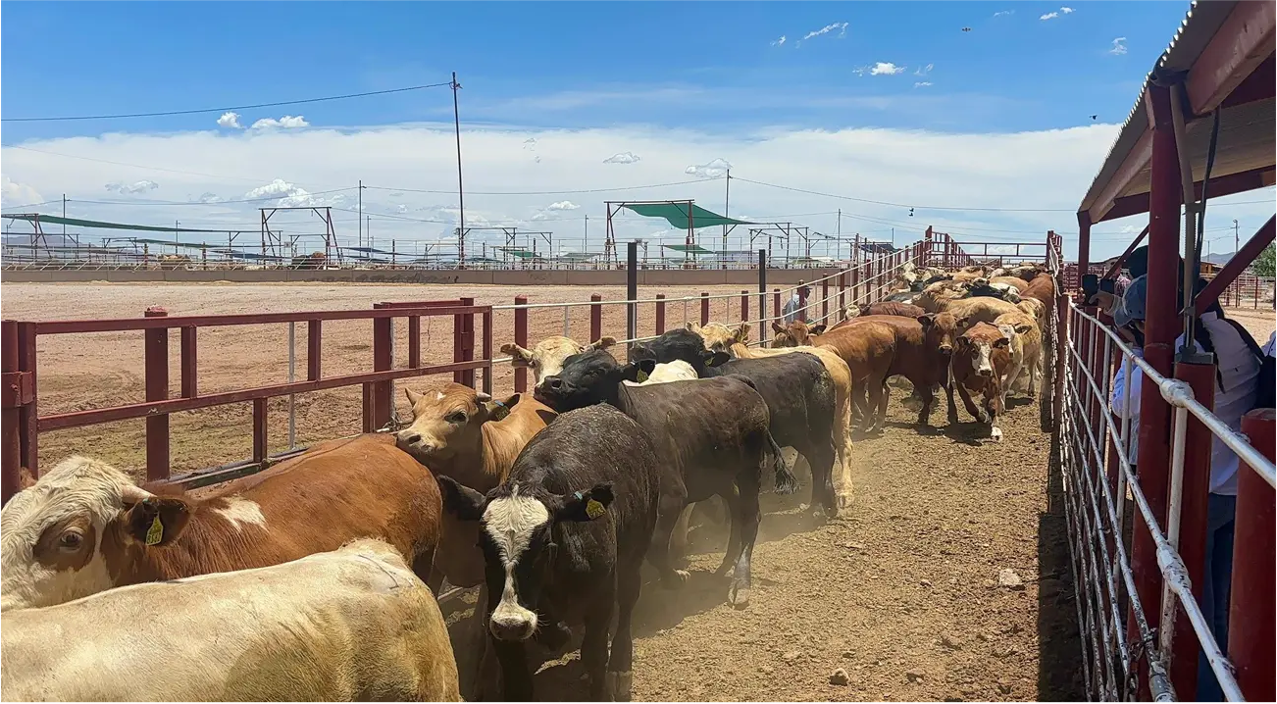 México refuerza la vigilancia zoosanitaria y reitera el llamado a reportar cualquier sospecha para avanzar hacia la erradicación del GBG.