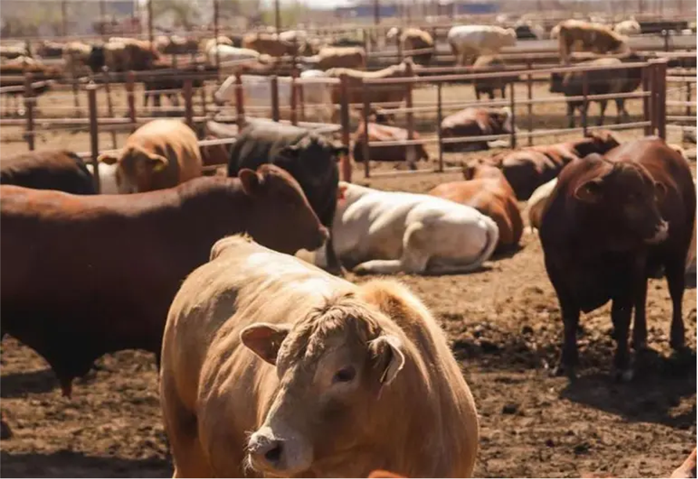 El secretario Julio Berdegué y la secretaria Broke Rollins mantienen un diálogo efectivo para proteger la ganadería de ambas naciones