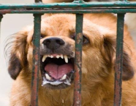 Rabia en México: qué es, cómo se transmite y cuándo acudir al médico