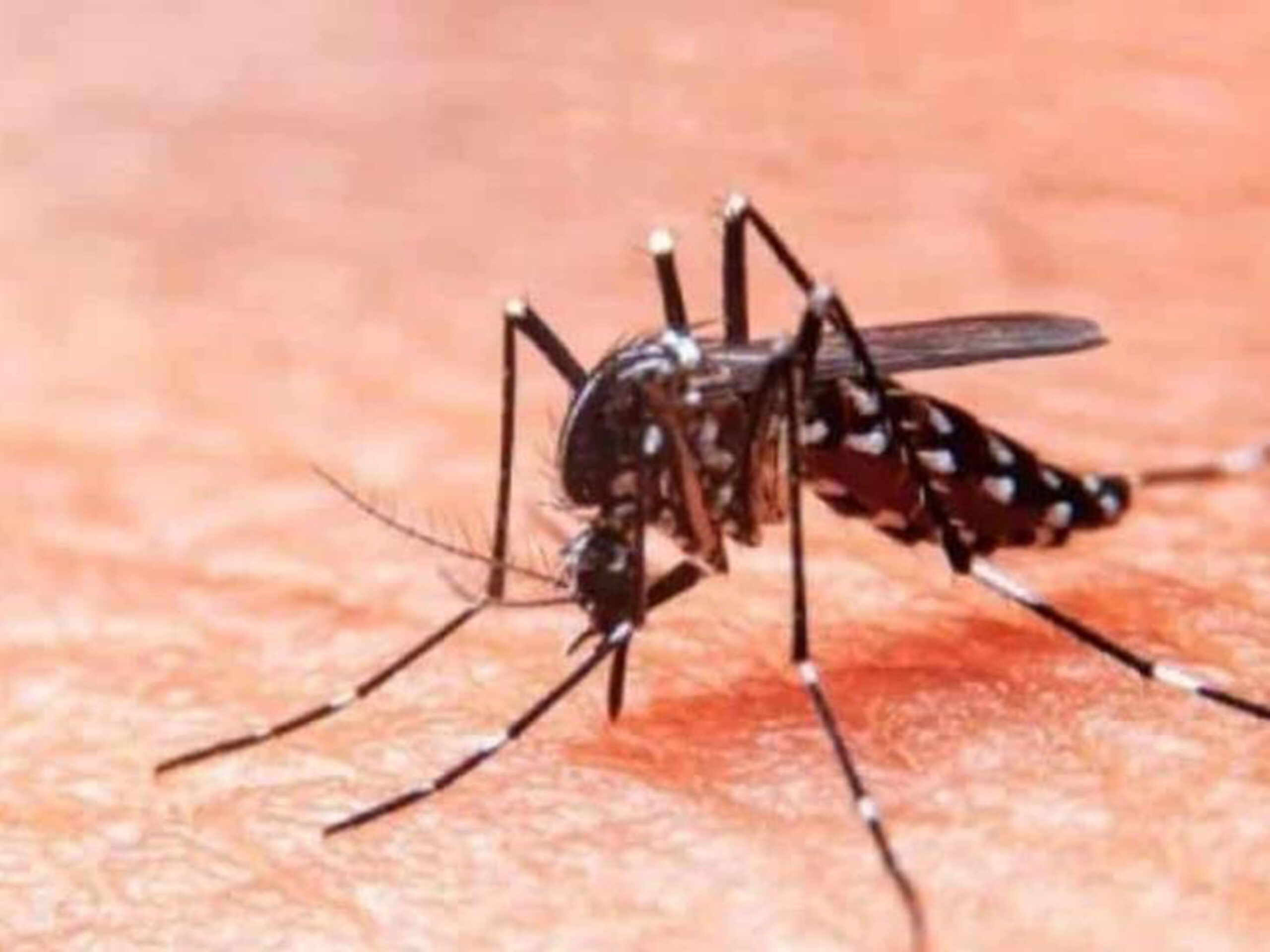 En época de lluvias aumentan los casos de la enfermedad debido a que la humedad favorece el desarrollo del mosco Aedes aegypti.