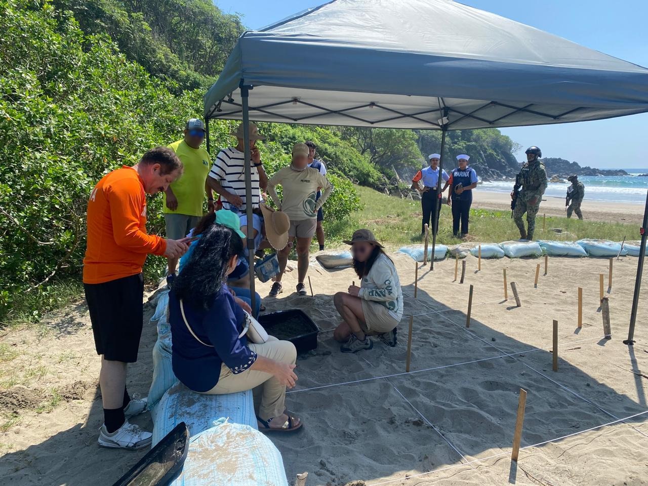 En esta jornada nacieron aproximadamente 213 crías de tortuga golfina.