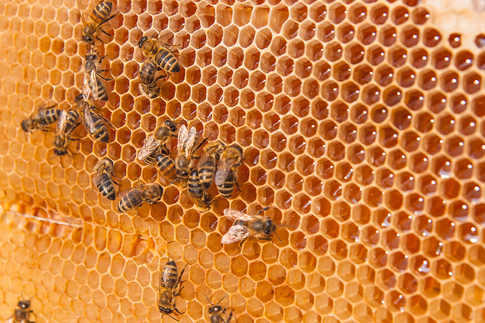 Con 402 votos a favor, la Cámara de Diputados avaló el dictamen que reconoce la labor de más de 43 mil productores; la iniciativa fue enviada al Senado para su análisis.