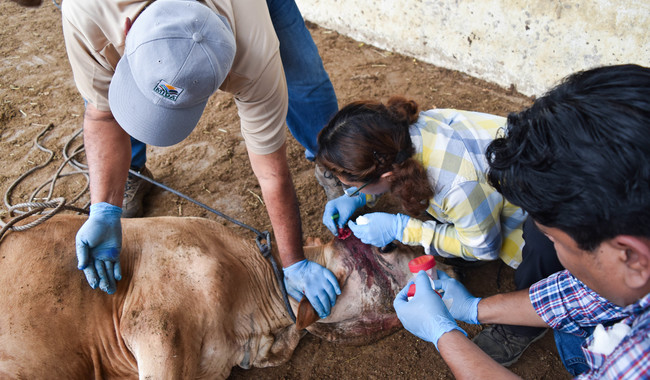 La presidenta asegura que continúan las acciones para controlar la plaga y señala que la reapertura de la frontera para exportar ganado depende del gobierno de Estados Unidos.
