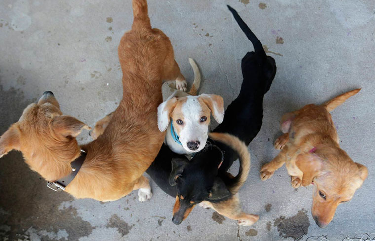 La diputada Azucena Arreola Trinidad propone crear un marco jurídico nacional para garantizar el bienestar animal y coordinar acciones entre los tres niveles de gobierno.