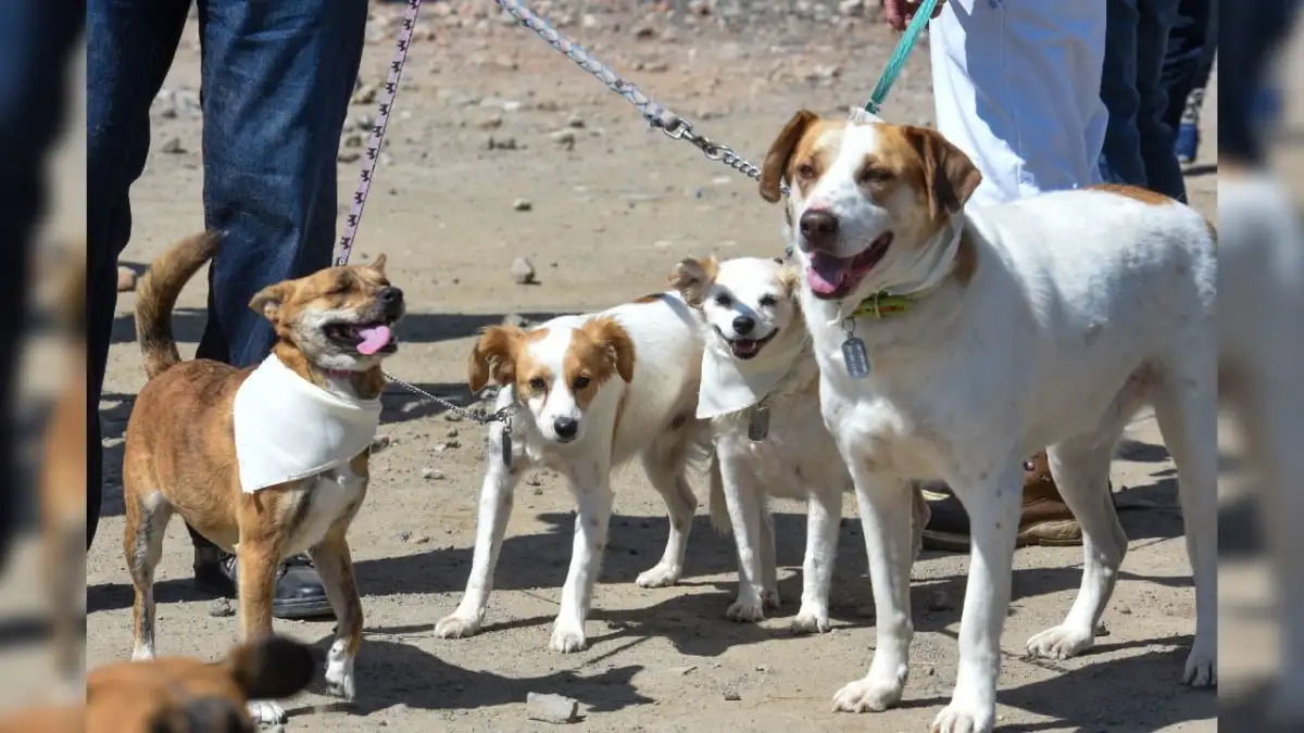 Diputada del PAN plantea reformar la Ley de Cultura Cívica para endurecer sanciones contra dueños que paseen a sus mascotas sin medidas de seguridad; la iniciativa prevé multas, trabajo comunitario y arresto administrativo de hasta 36 horas.