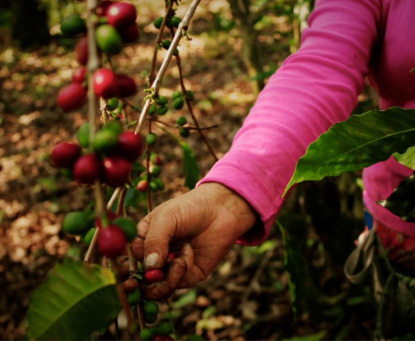 Del 30 de abril al 10 de mayo, el municipio veracruzano busca reposicionarse como epicentro cafetalero con participación nacional e invitados internacionales.