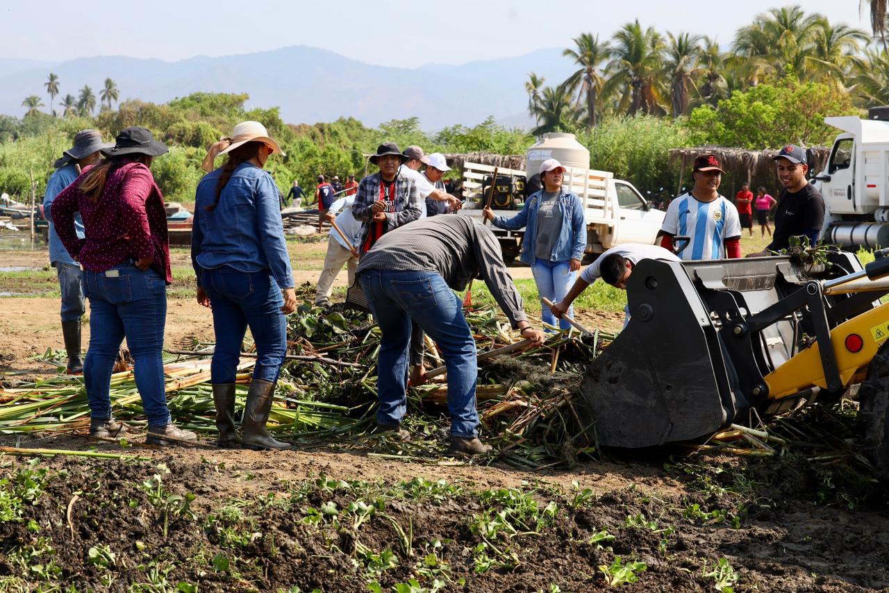 Más de 41 mil habitantes y alrededor de 2 mil 500 familias dedicadas a la pesca serán beneficiadas con labores de limpieza y retiro de lirio acuático en Atoyac de Álvarez y Coyuca de Benítez.
