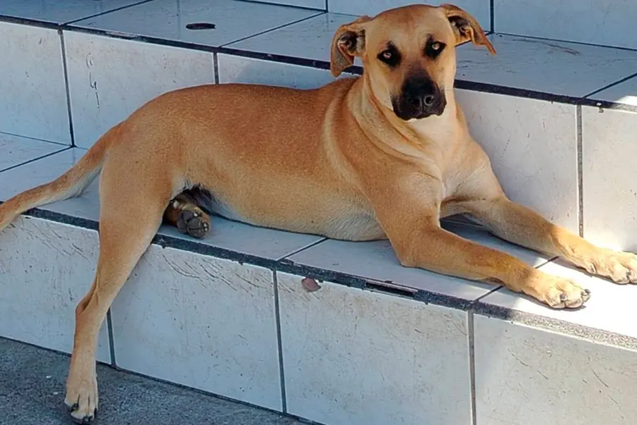  La Procuraduría de Protección al Ambiente del Estado de México incluyó al popular “perro caramelo” en su listado de razas mexicanas. La medida busca visibilizar a los perros mestizos, fomentar la adopción y promover la tutela responsable.