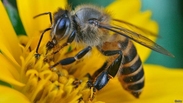 Diputados, productores y especialistas llamaron a fortalecer políticas públicas para proteger a las abejas y garantizar la sustentabilidad del sector apícola