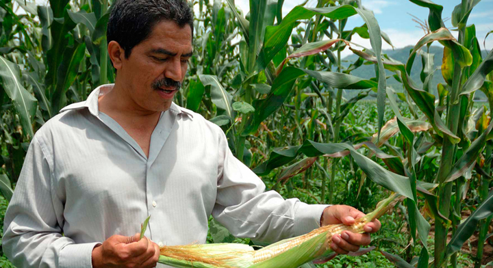 El esquema contempla compras anticipadas, venta de insumos accesibles y un mecanismo de protección para productores; participarán empresas que concentran más del 80% de la comercialización formal del grano.