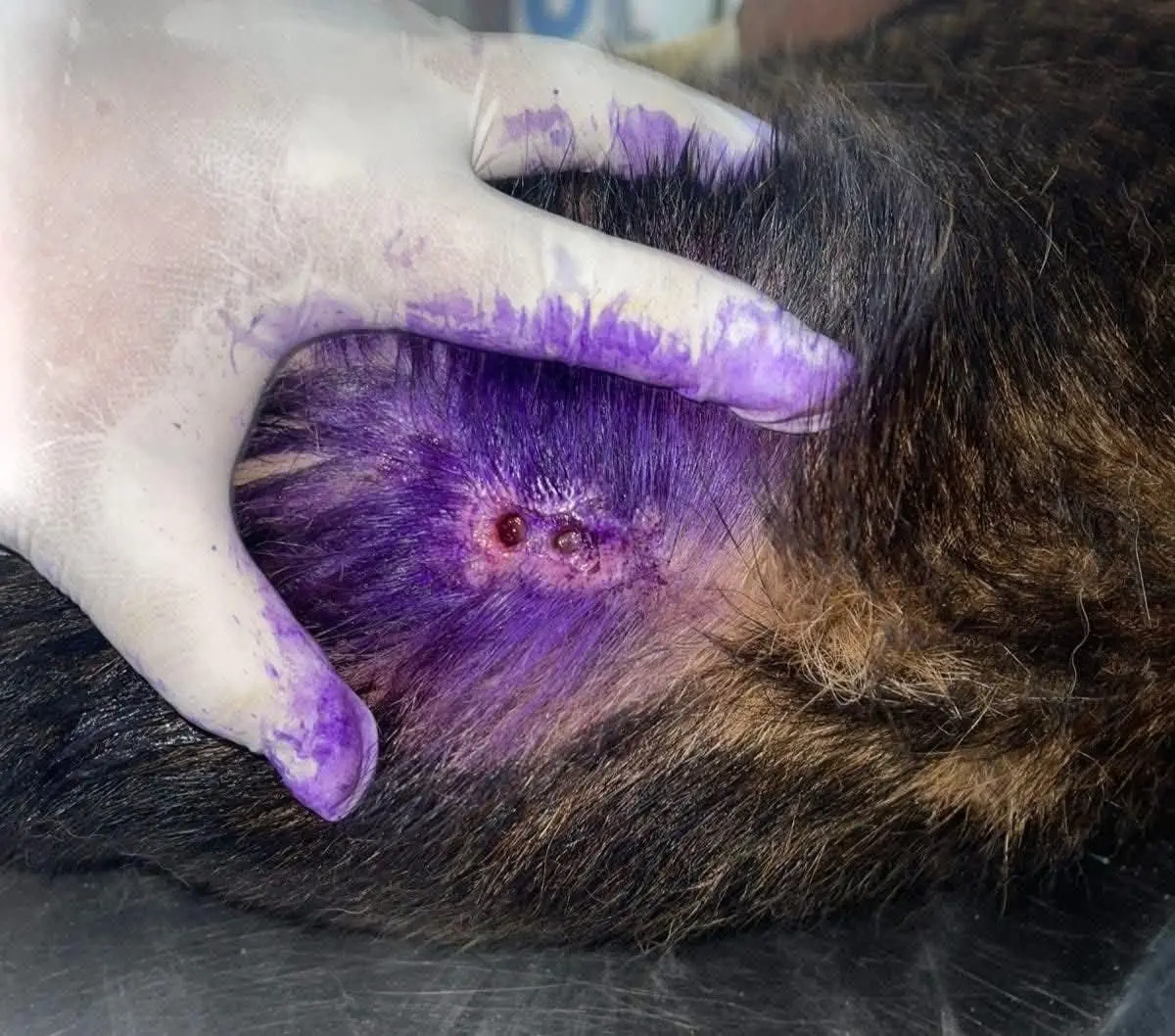 Autoridades descartan brote y aplican medidas de contención en la zona de Topilejo