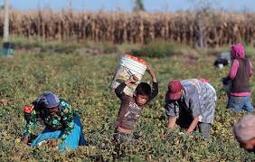 El diputado Gerardo Olivares Mejía propone facultar a la Secretaría del Trabajo para garantizar derechos y combatir abusos en el campo.