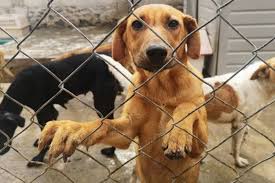 La iniciativa plantea penas de hasta siete años de prisión en casos de crueldad extrema y busca reconocer a los animales como seres sintientes.