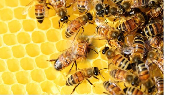 La Corte revisará un caso que podría ampliar la protección jurídica de las abejas.