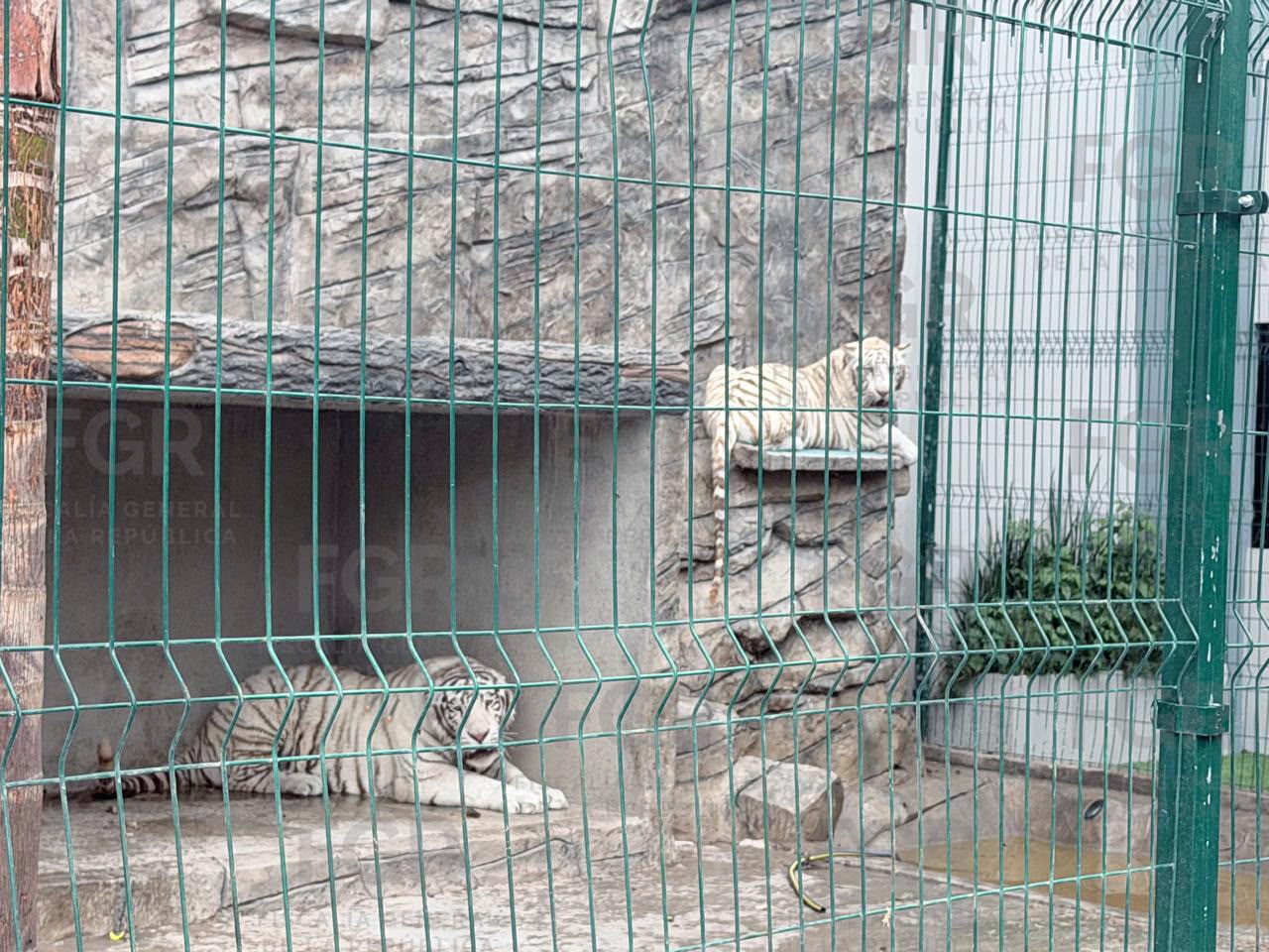 Cateo en vivienda de Durango deriva en el aseguramiento de dos tigres blancos.