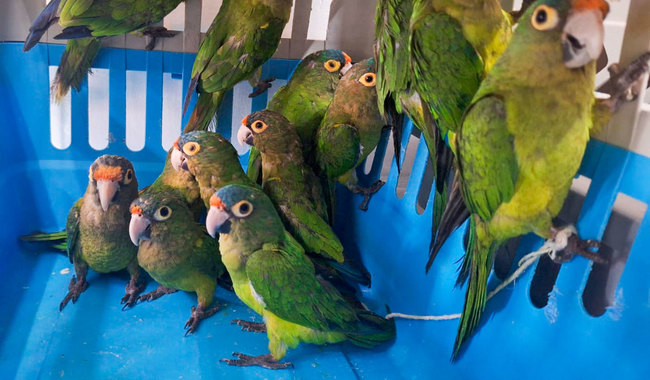 Buscan elevar penas y castigar con mayor rigor el comercio ilegal de especies.