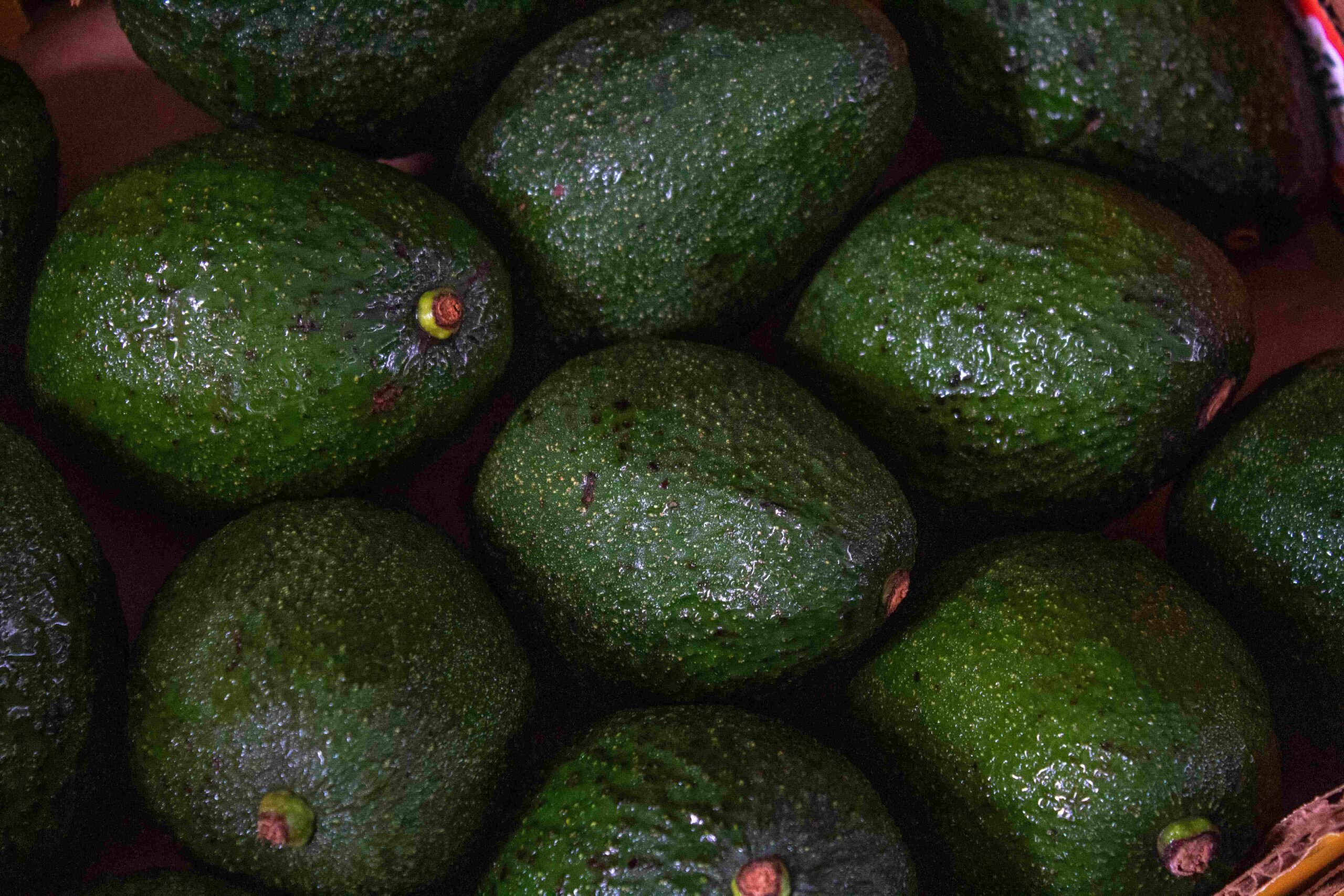 Washington retomará labores en Uruapan y zonas aguacateras desde sábado.