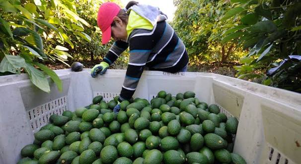 Gobierno refuerza seguridad y negocia con EU para reactivar exportaciones.