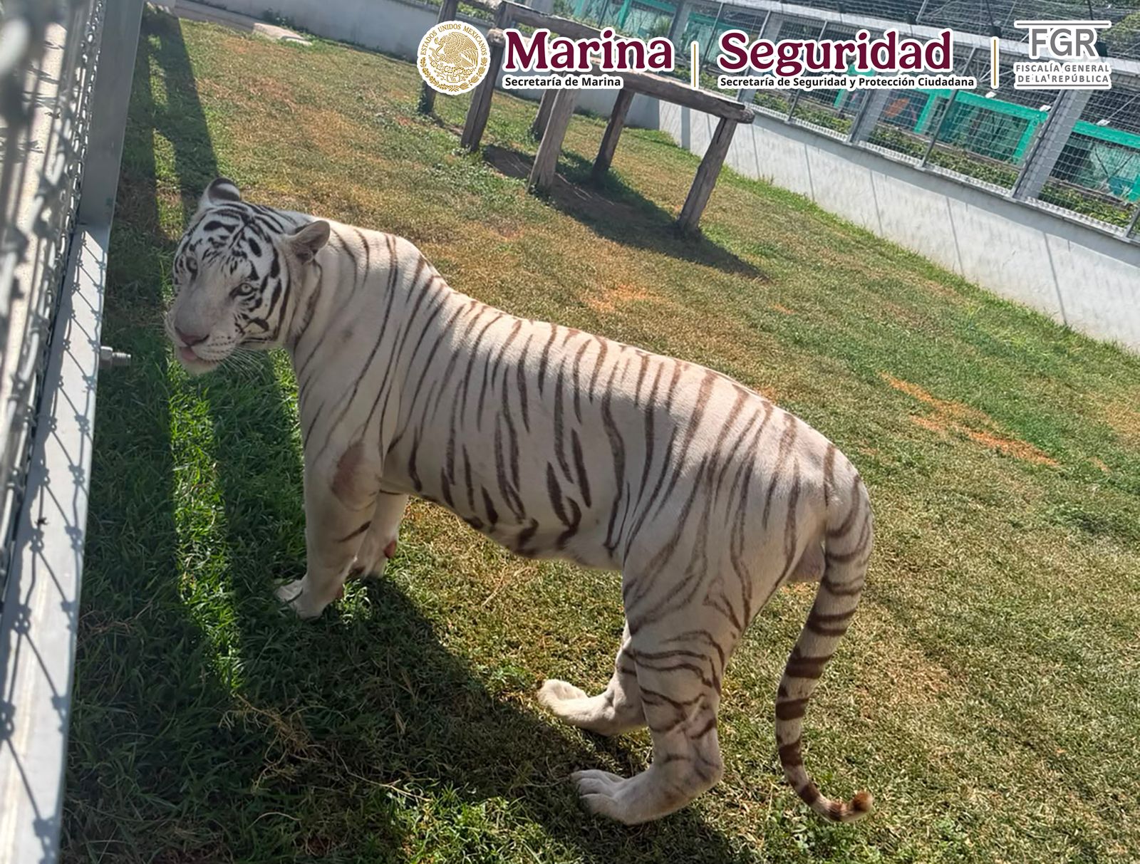 Cateos en Tampico y Altamira descubren fauna exótica, diésel y armas