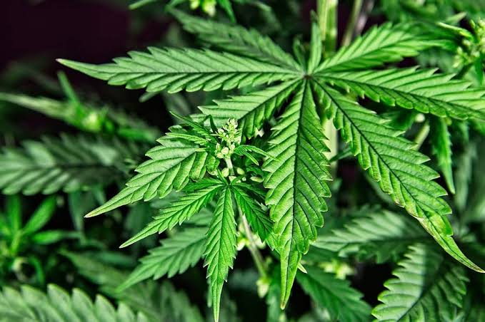 Corte avala cannabis en comida para consumo propio, no para su venta.