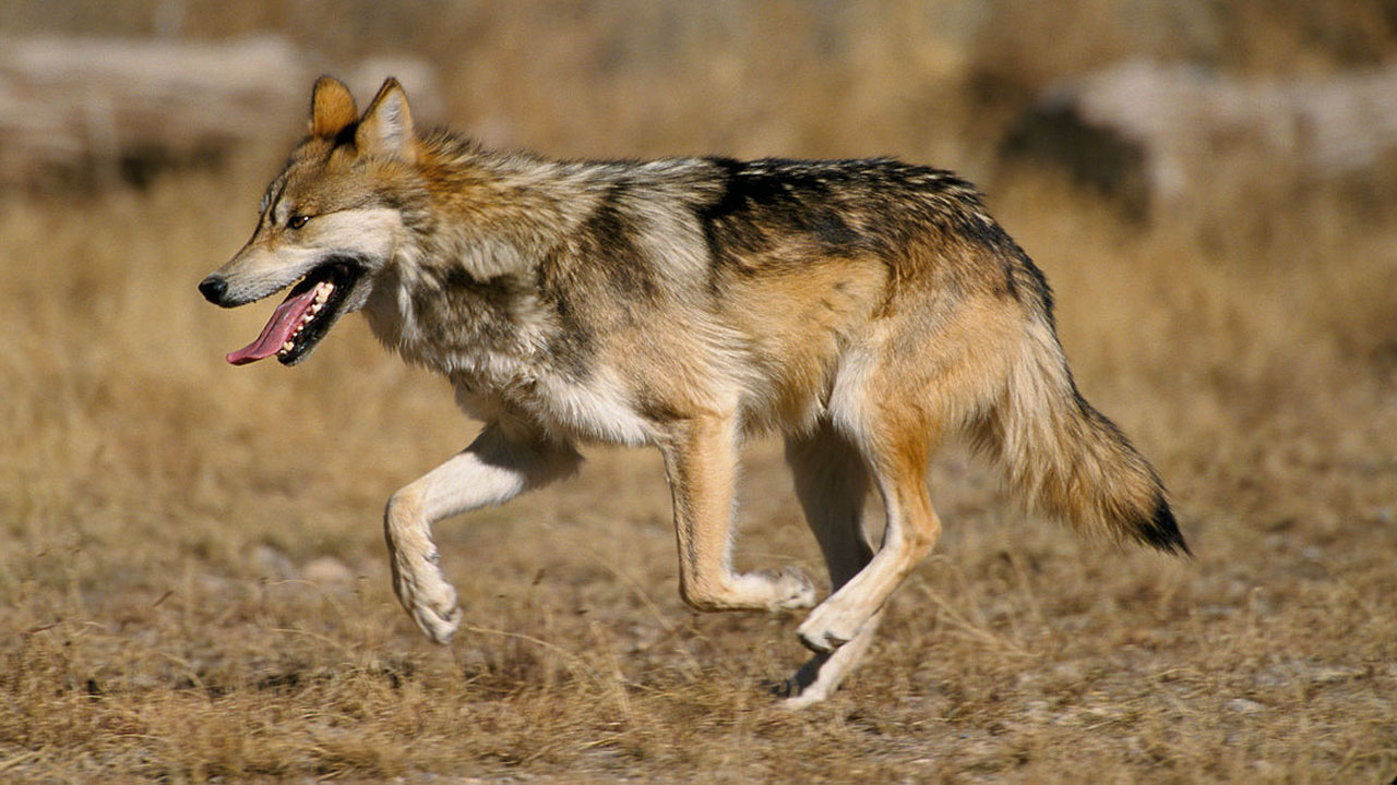 Interior decidirá en 90 días si baja protección al lobo gris mexicano.