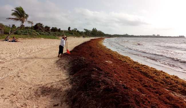 Propone PAN emergencia por sargazo y recursos para limpiar las playas.