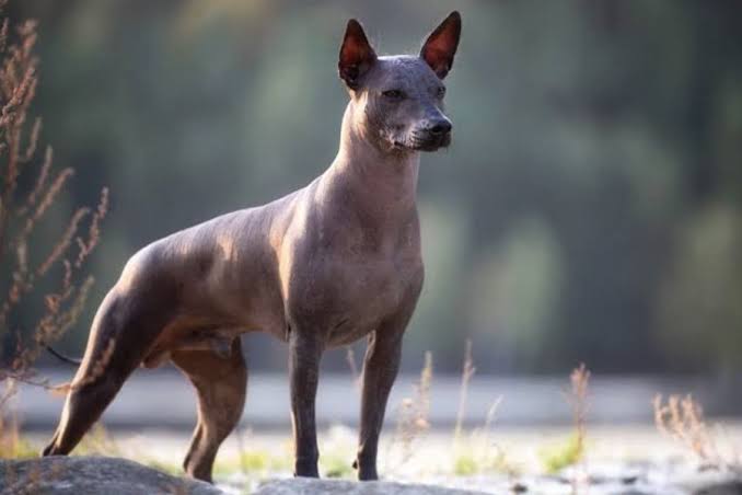 Impulsan defensa científica y cultural del xoloitzcuintle en Europa