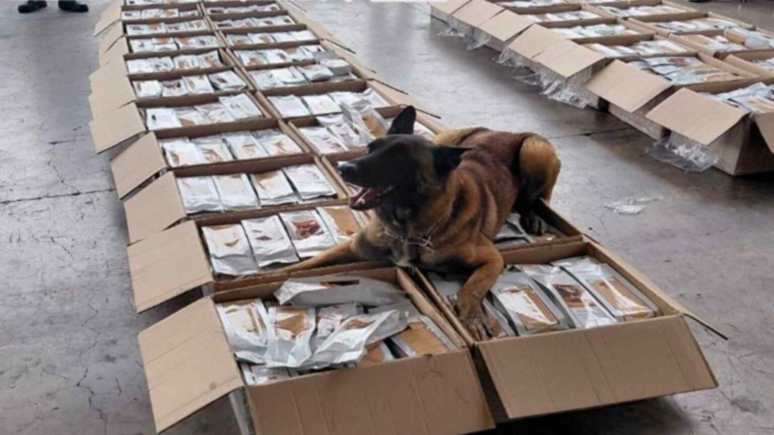 Semar halla 3 mil bolsas de café con presunta cocaína en AICM de CDMX.