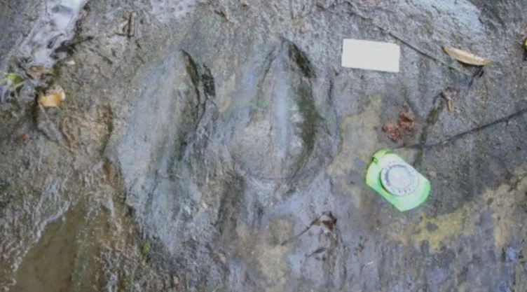 INAH descubre huellas de dinosaurios carnívoros y herbívoros en Michoacán.