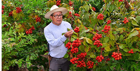 El programa beneficia a 414 mil campesinos y busca elevar la producción rural.